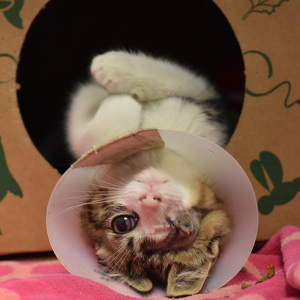 Cool Cats and Kittens